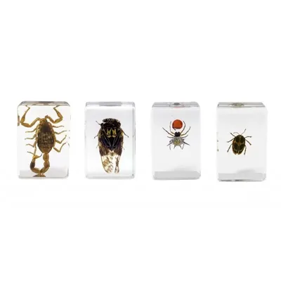 4 de Preparaciones Insectos 3D - Celestron