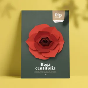 Plego Pop Up Centifolia - PLEGOPAPER