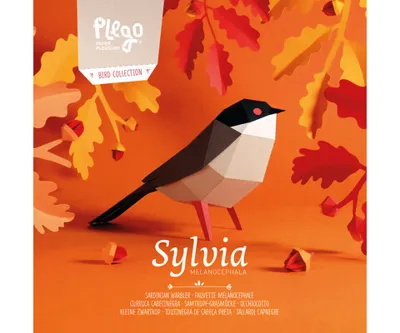 Plegopaper- Curruca Cabecinegra (Tallarol Capnegre)