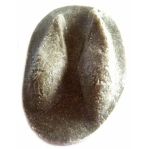 Molde Huella Capreolus Capreolus (Corzo, Cabirol, Orkatz) - MUSKARI RASTROS