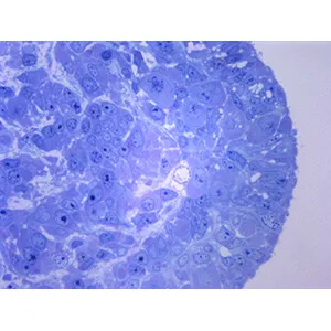Tinción para Microscopia - de Metileno - T3Q