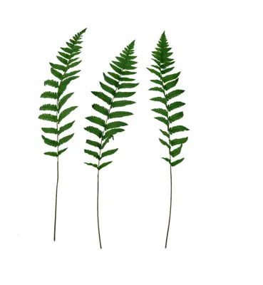 High Quality Artificial Long Silk Ferns (3-PCS) - STALKER