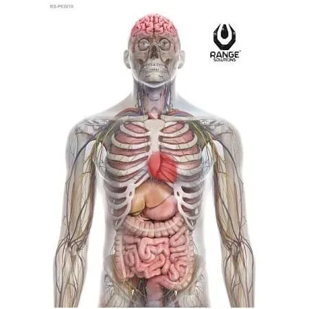Range Solutions – Anatomy Poster Shooting Targets – 50 St