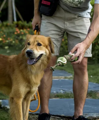 Pet Molar Chew Kauspielzeug Für Kleine Bis Große Hunde - OneTigris