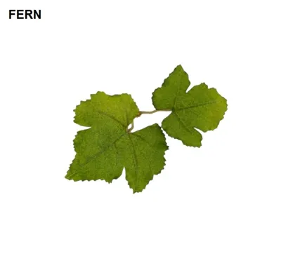 Leaf LC1 - Novritsch