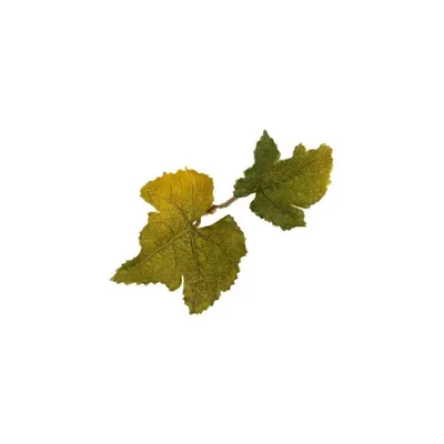 Leaf LC1 Lime - Novritsch
