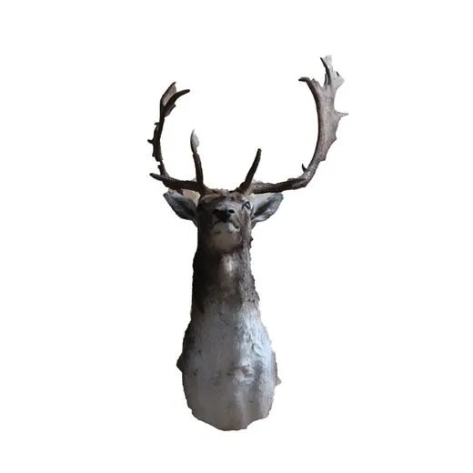 Opgezette Shouldermount Van Damhert
