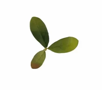 Leaf LC2, Emerald - Novritsch