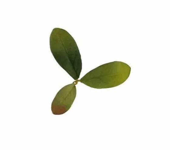 Novritsch Leaf LC2, Emerald · Camo