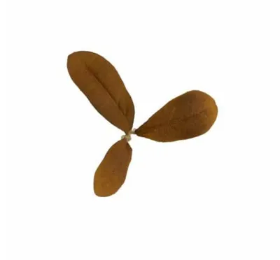 Leaf LC2, Rust - Novritsch