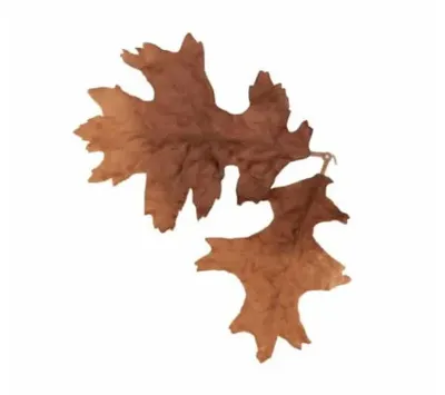 Leaf LC4 - Novritsch