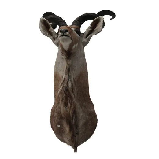 Opgezette Shouldermount Kudu
